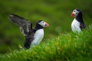 Fototapeta na wymiar Puffin flirting and flapping wings near other one