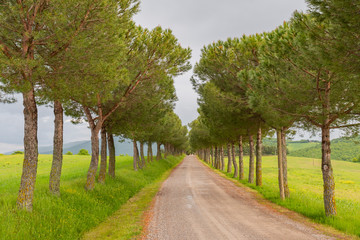 Naklejka premium Scenic rural landscape of maritime pine trees a long the road in the natural park of Tuscany, Italy.