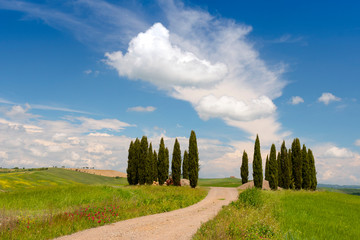 Group of Cypresses in cornfield, San Quirico d'Orcia, Val d'Orcia, Tuscany, Italy.