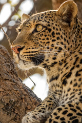 Leopard face over the tree looking to the horizon