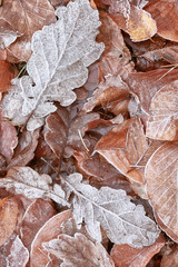 Close-up of frozen brown leaves in the winter forest