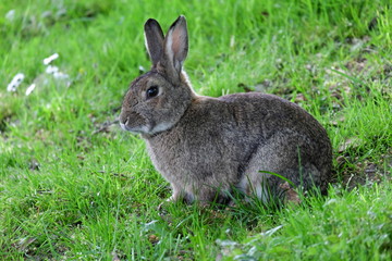 Naklejka na ściany i meble cute little bunny in the green grass