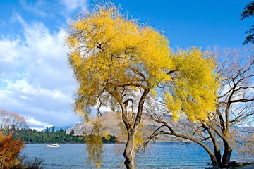 New Zealand scenery