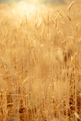 Fototapeta premium Wheat crop field. Ears of golden wheat close up. Ripening ears of wheat field background. Rich harvest Concept.