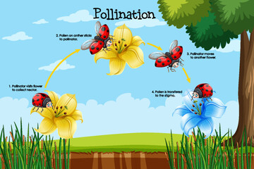 Diagram showing pollination with flower and bug - obrazy, fototapety, plakaty