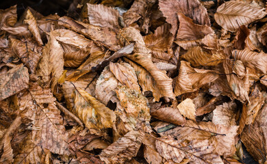 Close up autumn leaves in a forest