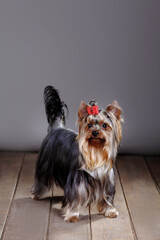 Beautiful Yorkshire Terrier posing for the camera