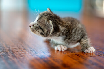 Portrait of  baby Thai kitten, striped kitty cat 