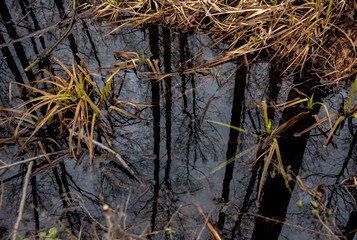 Reflection of trees in water, photo as a background.
