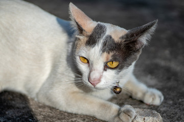 Portrait of white cat with spot lay on the floor, close up Thai cat