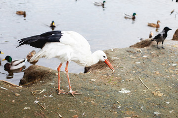 Stork near the lake. portrait of a stork. stork eats bread with its beak