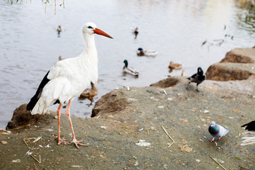 Stork near the lake. portrait of a stork