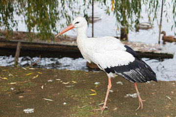 Stork near the lake. portrait of a stork
