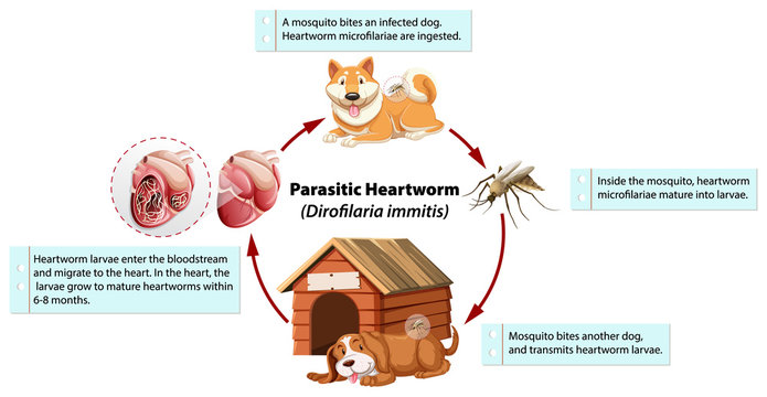 Diagram showing parasitic heartworm in dog