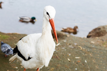 Stork near the lake. portrait of a stork