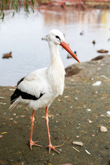 Stork near the lake. portrait of a stork
