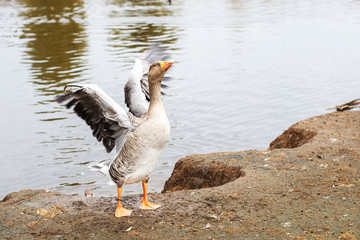 geese walking near the lake. goose flaps its wings dries feathers