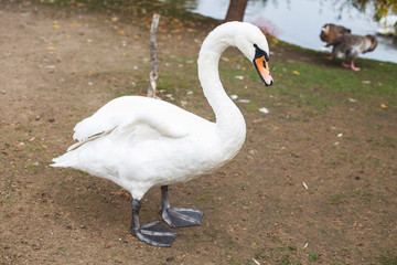 swan by the lake next to other birds. swan on the shore