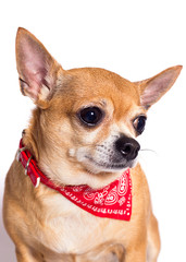 portrait of ginger chihuahua dog on white background