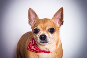 Obraz premium portrait of ginger chihuahua dog on white background