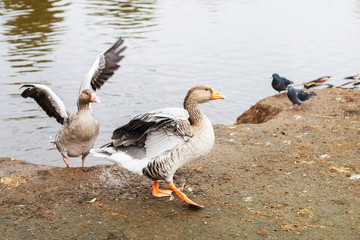 geese walking near the lake. goose flaps its wings dries feathers