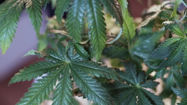 cannabis leaf vegetative growth trembling in the wind. close-up. dark background.