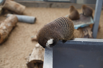 portrait of a mongoose in the zoo close