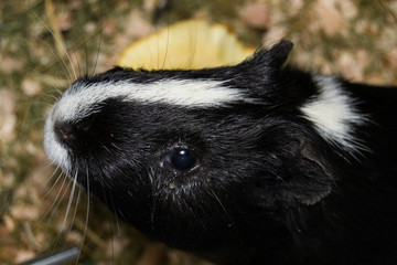 black and white Guinea pig with conjunctivitis