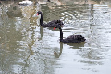 black swans are swimming on the lake