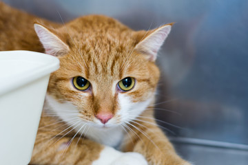 Ginger cat at the veterinary clinic