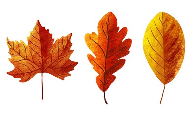 Set of autumn illustration element, Dried leaves on white background. Thanksgiving day concept