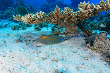 Blue Spotted stingray at the Red Sea, Egypt