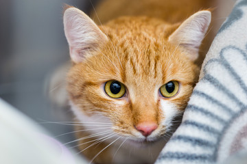 Ginger cat at the veterinary clinic