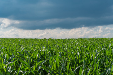 Fototapeta na wymiar Corn plantation with gray sky