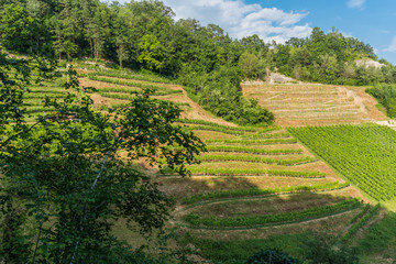 Vineyard planted on the side of a mountain surrounded by a forest and planting lines in straight and curved forms. With part of the blue sky and some white cloud between the mountain.