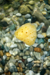 Sea sponge in sea water on the beach background. 