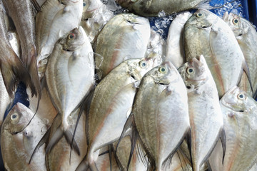 fish market
