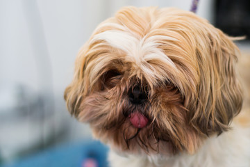 Shih-tzu dog breed with long hair on his face and tongue out