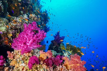 Gardinen Korallenriff am Roten Meer, Ägypten © Mina Ryad