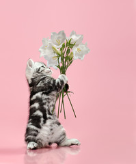 kitten with flowers give bouquet of flowers