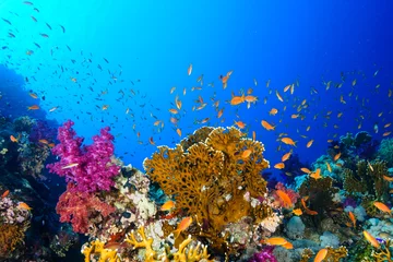 Stickers pour porte Récifs coralliens Récif de corail à la mer Rouge, Egypte