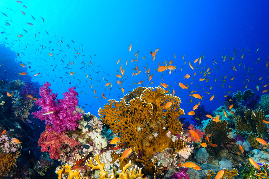 828,773 BEST Coral IMAGES, STOCK PHOTOS & VECTORS | Adobe Stock