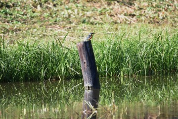 Kingfisher / Kingfisher grows on the waterside and jumps into the water to prey on fish and aquatic insects. It is characterized by vivid light blue feathers and long beaks.