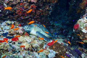 Green Sea Turtle at the Red Sea, Egypt