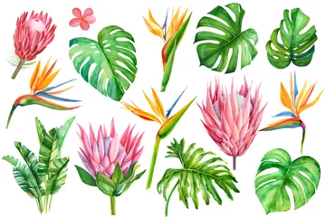 Fotobehang Strelitzia set van tropische planten en bloemen op witte achtergrond, aquarel hand tekenen, bladeren van palmen, monstera, sappig, cactus, protea, strelitzia, plumeria, guzmania