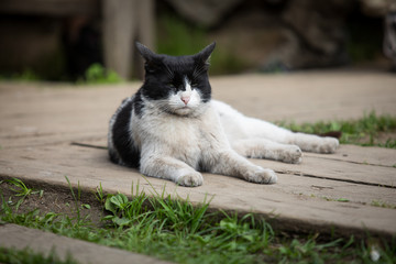 Rustic cat resting in the fresh air in the yard of a private house