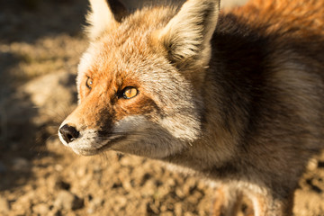 Naklejka na ściany i meble red fox in the nature, wild animal