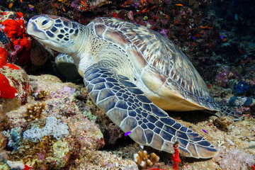 Naklejka na ściany i meble Green Sea Turtle at the Red Sea, Egypt