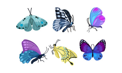 Set Of Bright Beautiful Colorful Butterflies Vector Illustration
