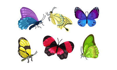 Bright Beautiful And Colorful Tropical Butterflies Vector Illustration Set